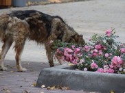 Из парка украли кусты роз.