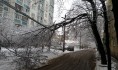 В непогоду нередко падают деревья.