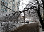 В непогоду нередко падают деревья.