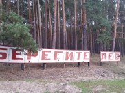 Воронежцу грозит срок за срубленные деревья.