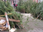 Воронежец безуспешно пытался убежать с деревом.