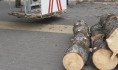Будут обрезать дерево.