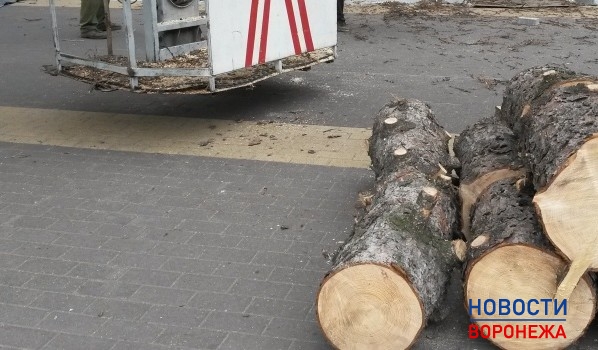 Будут обрезать дерево.