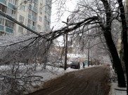 Из-за непогоды деревья могут падать на провода.