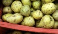 «Ашан» закупил картошку в карантинном районе.