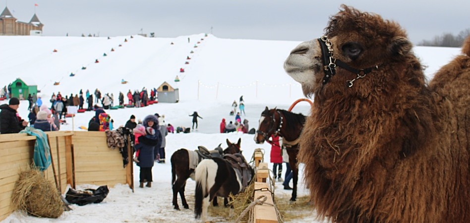 На Кудыкиной горе можно покататься на верблюдах даже зимой.