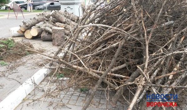 Одно из самых частых преступлений - незаконная рубка лесных насаждений.