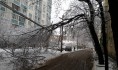 Сильный ветер способен валить деревья.