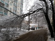 Сильный ветер способен валить деревья.