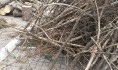 Будут спиливать аварийное дерево.