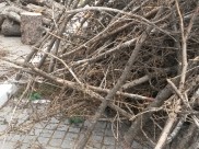 Будут спиливать аварийное дерево.