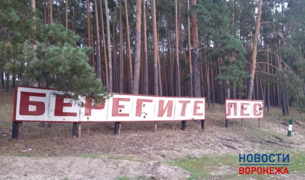 В Воронежской области началась высадка леса.