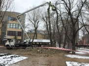 Начали вырубку деревьев.