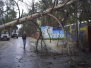 Дерево упало на провода.