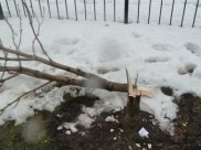 Срубили каштан.