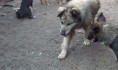 Видимо, догхантеры хотели отравить дворняг.