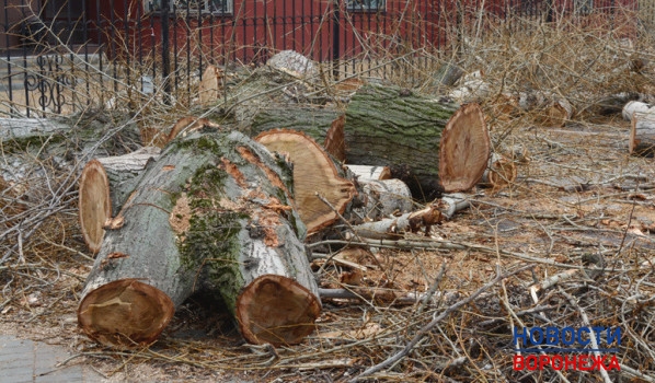 Срубили аварийные деревья.