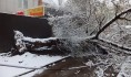 Дерево упало на провода.