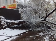 Дерево упало на провода.