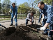 Высадили вишневый сад.