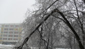 Сильный ветер и мокрый снег ломают ветки деревьев.