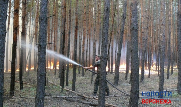 Противопожарный режим вводят, чтобы не допустить лесных пожаров.