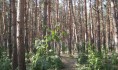 Будьте аккуратнее в лесу.