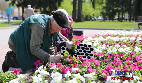 В Воронеже начали высаживать цветы.