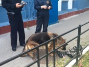 Подозрительный предмет проверила служебная собака.