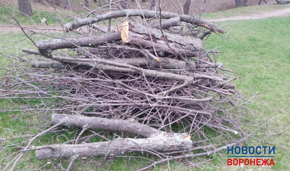 Воронежец незаконно срубил дерево.
