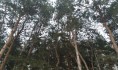 В парке незаконно срубили несколько сотен деревьев.