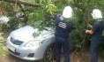 Дерево упало прямо на иномарку.