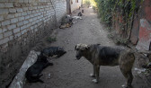 В Воронеже ищут пути решения проблемы безнадзорных собак.