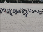 Кормил, говорит, марихуаной голубей.