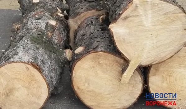 Будут спиливать аварийные деревья.