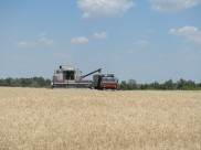 В полях собирают урожай.