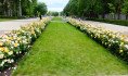 Воронеж в цветниках.