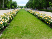 Воронеж в цветниках.