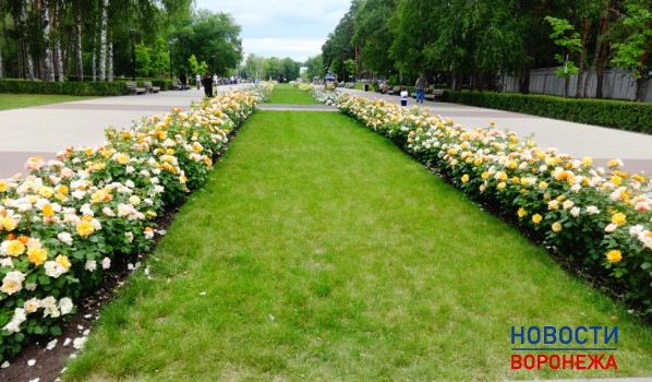 Воронеж в цветниках.