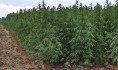 Парень нарвал дикорастущую коноплю.