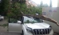 Дерево упало на дорогущий внедорожник.