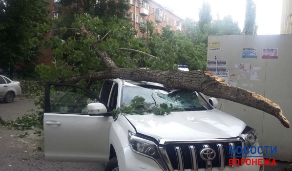 Дерево упало на дорогущий внедорожник.