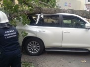Во время прошлого сильного ветра дерево упало на иномарку.