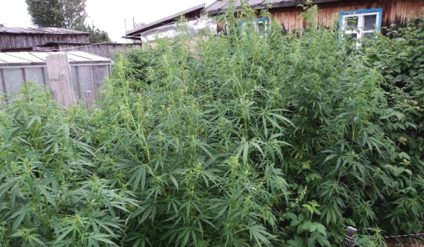 Конопля с огорода казахстан легализует марихуану