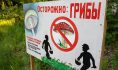Поаккуратнее с грибами!