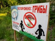 Поаккуратнее с грибами!
