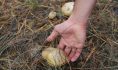 Воронежцы отравились грибами.