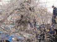 При сильном ветре могут падать деревья.