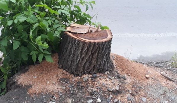 Деревья спилили незаконно.