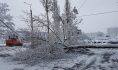 Дерево упало на провода и дорогу.